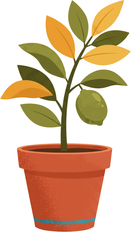 A young plant with branches in a terracotta pot